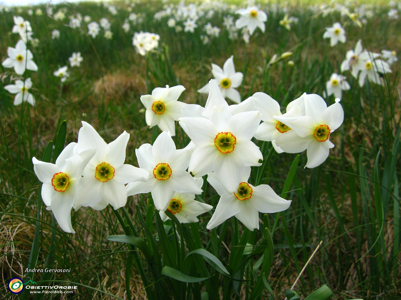 02 fiori all'Alpe Giumello.jpg
